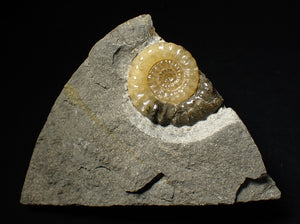 Matching pair of Xipheroceras ammonite display pieces