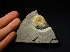 Matching pair of Xipheroceras ammonite display pieces
