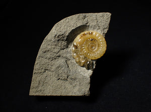 Xipheroceras ammonite display piece (32 mm)