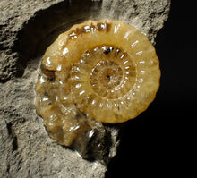 Load image into Gallery viewer, Xipheroceras ammonite display piece (32 mm)
