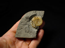 Load image into Gallery viewer, Xipheroceras ammonite display piece (32 mm)
