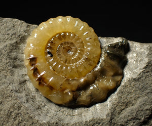 Xipheroceras ammonite display piece (32 mm)