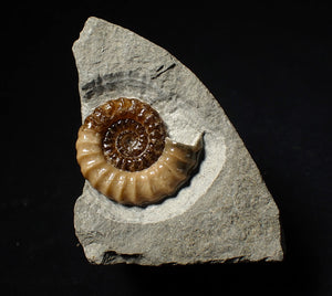 Large calcite Promicroceras ammonite display piece (31 mm)