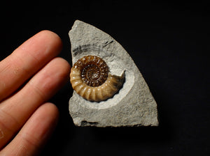 Large calcite Promicroceras ammonite display piece (31 mm)