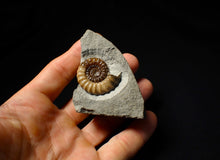 Load image into Gallery viewer, Large calcite Promicroceras ammonite display piece (31 mm)
