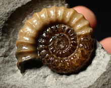 Load image into Gallery viewer, Large calcite Promicroceras ammonite display piece (31 mm)
