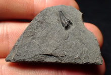 Load image into Gallery viewer, Tiny juvenile Jurassic ichthyosaur tooth from Lyme Regis (9mm)
