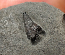 Load image into Gallery viewer, Tiny juvenile Jurassic ichthyosaur tooth from Lyme Regis (9mm)
