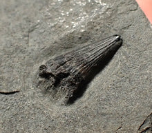 Load image into Gallery viewer, Tiny juvenile Jurassic ichthyosaur tooth from Lyme Regis (9mm)
