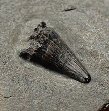 Load image into Gallery viewer, Tiny juvenile Jurassic ichthyosaur tooth from Lyme Regis (9mm)
