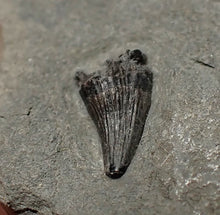 Load image into Gallery viewer, Tiny juvenile Jurassic ichthyosaur tooth from Lyme Regis (9mm)
