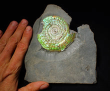 Load image into Gallery viewer, Rare green iridescent Caloceras display ammonite (76mm)
