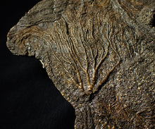Load image into Gallery viewer, Large and rare highly detailed multi-crinoid fossil (145 mm)
