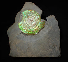 Load image into Gallery viewer, Rare green iridescent Caloceras display ammonite (76mm)
