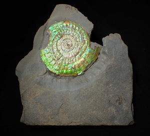 Rare green iridescent Caloceras display ammonite (76mm)