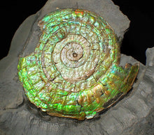 Load image into Gallery viewer, Rare green iridescent Caloceras display ammonite (76mm)
