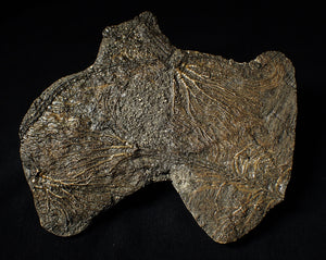 Large and rare highly detailed multi-crinoid fossil (145 mm)
