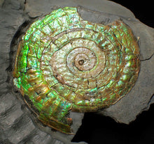 Load image into Gallery viewer, Rare green iridescent Caloceras display ammonite (76mm)
