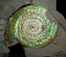 Load image into Gallery viewer, Rare green iridescent Caloceras display ammonite (76mm)
