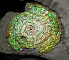 Load image into Gallery viewer, Rare green iridescent Caloceras display ammonite (76mm)
