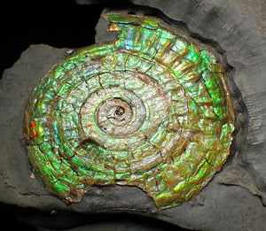 Rare green iridescent Caloceras display ammonite (76mm)