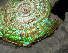 Load image into Gallery viewer, Rare green iridescent Caloceras display ammonite (76mm)
