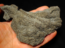 Load image into Gallery viewer, Large uncommon pyrite crinoid colony fossil Pentacrinites (140 mm)
