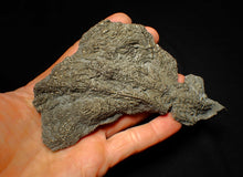 Load image into Gallery viewer, Large uncommon pyrite crinoid colony fossil Pentacrinites (140 mm)
