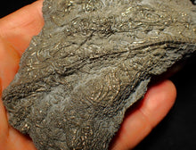 Load image into Gallery viewer, Large uncommon pyrite crinoid colony fossil Pentacrinites (140 mm)
