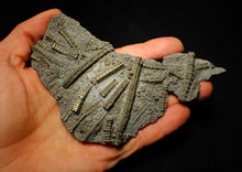 Load image into Gallery viewer, Large uncommon pyrite crinoid colony fossil Pentacrinites (140 mm)
