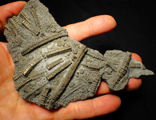 Load image into Gallery viewer, Large uncommon pyrite crinoid colony fossil Pentacrinites (140 mm)
