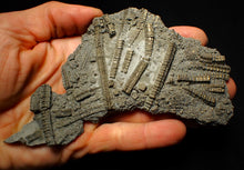 Load image into Gallery viewer, Large uncommon pyrite crinoid colony fossil Pentacrinites (140 mm)
