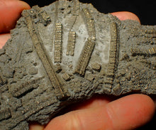 Load image into Gallery viewer, Large uncommon pyrite crinoid colony fossil Pentacrinites (140 mm)
