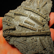 Load image into Gallery viewer, Large uncommon pyrite crinoid colony fossil Pentacrinites (140 mm)
