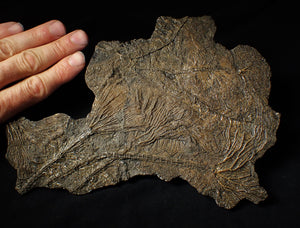 Large and rare highly detailed multi-crinoid fossil (220 mm)