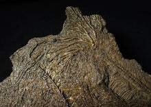 Load image into Gallery viewer, Large and rare highly detailed multi-crinoid fossil (220 mm)
