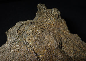 Large and rare highly detailed multi-crinoid fossil (220 mm)