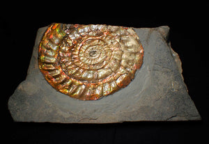 Huge multi-coloured iridescent Caloceras display ammonite (117mm)