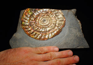 Huge multi-coloured iridescent Caloceras display ammonite (117mm)