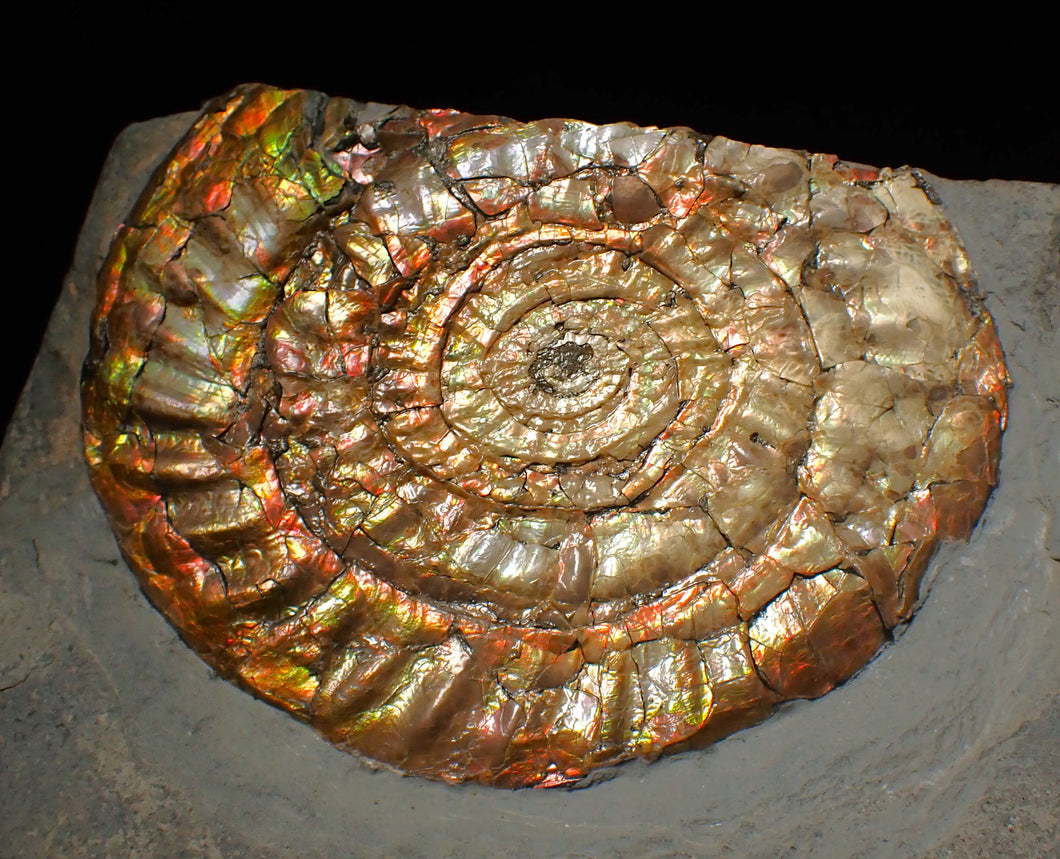 Huge multi-coloured iridescent Caloceras display ammonite (117mm)