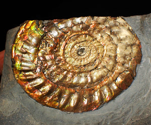 Huge multi-coloured iridescent Caloceras display ammonite (117mm)