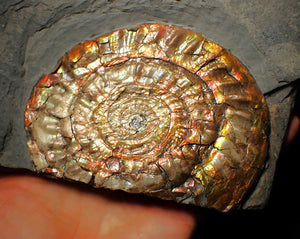 Huge multi-coloured iridescent Caloceras display ammonite (117mm)