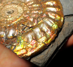 Huge multi-coloured iridescent Caloceras display ammonite (117mm)