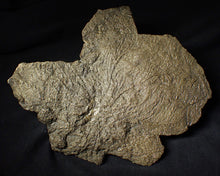 Load image into Gallery viewer, Large uncommon pyrite crinoid head Pentacrinites (222 mm)
