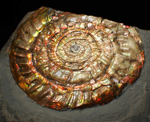 Huge multi-coloured iridescent Caloceras display ammonite (117mm)