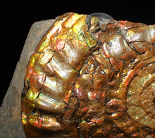 Load image into Gallery viewer, Huge multi-coloured iridescent Caloceras display ammonite (117mm)
