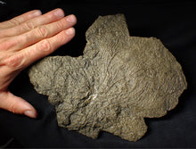 Load image into Gallery viewer, Large uncommon pyrite crinoid head Pentacrinites (222 mm)

