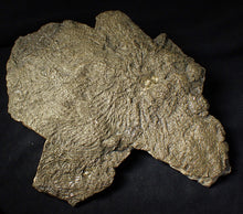 Load image into Gallery viewer, Large uncommon pyrite crinoid head Pentacrinites (222 mm)
