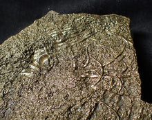 Load image into Gallery viewer, Large uncommon pyrite crinoid head Pentacrinites (222 mm)
