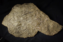Load image into Gallery viewer, Huge uncommon pyrite crinoid colony fossil Pentacrinites (312 mm)
